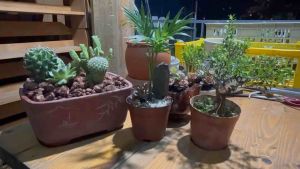 Cây tiểu diệp xích nam tiểu hồng mai bonsai mini cây để bàn cây thuỷ sinh cây văn phòng