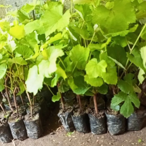 (BELI 3 GRATIS 2) BIBIT BUAH ANGGUR SUPER SIAP BERBUAH