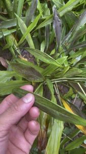 Củ giống 5 loại (tam thất lá đỏtam thất lá xanhnghệ đen hẹ rừng nghệ vàng)