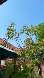 Gbee Glow Beauty Kinclong Small 5gr 2x Mencerahkan Instan Glowing Dengan Spf 30Pa++