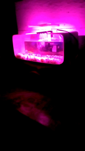 lampu led aquarium mini 5v pink ungu 12mata