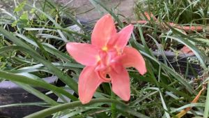 012.หัวดอกบัวดิน Orange Mist หัวละ 25 บาทดอกหอม