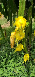 Bibit Naga Kuning Yellow Thailand Buah Tanpa Duri Jumbo Bisa Di Tanam Di Pot