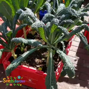 25 BUTIR BIJI/BENIH SAYURAN KALE LACINATO