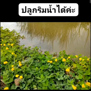 เมล็ดพันธุ์ถั่วบราซิล บรรจุ 400เมล็ด ไม้ดอกไม้ประดับ จัดสวน พืชคลุมดิน บำรุงดิน ตกแต่งระเบียงตกแต่งสวน สนามหญ้า