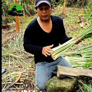 Serai SEGAR 1000g untuk Bumbu dapur dan Kesehatan - Hasil Bumi Cianjur