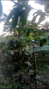 1KG BUAH MARKISA ASLI  BRASTAGI