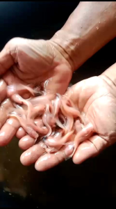 SALE 20 EKOR LELE Belang UK M