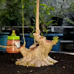 Alat Bonsai Salep Kambium Lokal ORIGINAL ND Production 200 ml