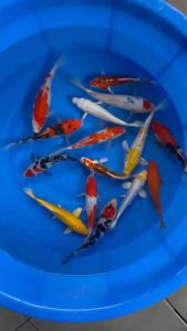 JAPAN KOI LOCAL BREED 5/6”HIGH GRADE 15pcs COMBO at 1888 + shipping 80 + FREE GIFTS