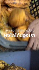 ผงโกโก้ 100% หอมเข้มเต็มรสชาติ Cocoa Powder 100g