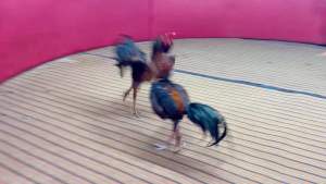 ไข่ไก่ชน ลูกสาดอยงาม ชุด3ไบ รับประกันเชื้อจัดส่งไว