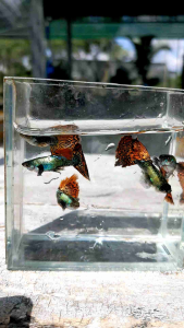 (Xả Trại) combo 10 tặng 2 bé cá 7 màu Rồng Đỏ bds hm size sinh sản trang trí hồ cá cảnhbắt theo cặp trống mái+Tặng Thức ănbảo hành vận chuyển toàn Quốc