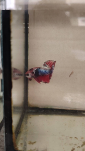 Haftmoon Plakat Betta Fish - Red Fancy