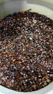 biji lamtoro ecer - biji Manding - buah Manding - kerajinan biji lamtoro