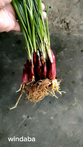 Windaba - 5 Umbi Tanaman Bawang Dayak / Tanaman Herbal Bawang Dayak