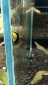 Bumblebee Horn Snail/Readystock/Freshwater/Ornamental Fish