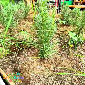 10 BUTIR BIJI/BENIH TANAMAN HERBA ROSEMARY