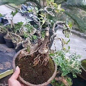 bonsai sakura micro