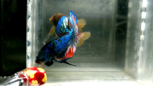 Halfmoon Plakat HMPK Betta Fish / Ikan Laga/ 斗鱼 (Not random fish）9