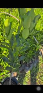 tanaman daun jeruk purut bumbu masak tinggi 30cm pohon jeruk purut BELI 6 GRATIS 1