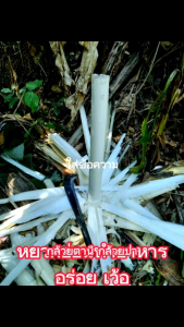 กล้วยตานี กล้วยป่า มีประโยชน์ ขายได้ ทั้งต้น จัดชุด 10 หน่อ 179 บ.