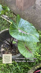 โคโลคาเซีย ลาวาลิซ่า (Colocasia Lava Lisa )ไม้ฟอกอากาศ ไม้มงคล ไม้ประดับ ไม้แต่งสวน ราคาถูกสุดๆ ไม้ด่าง ไม้หายาก