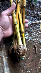 bambu kuning 50 pohon
