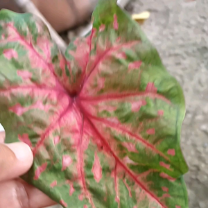 บอนสีลูกไม้ผสมไก่฿79