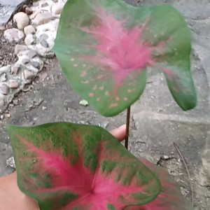 บอนสีเงาะถอดรูป฿49(ขอชมก่อนสั่งได้ค่ะ)