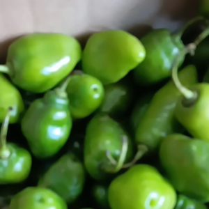 cabai gendot fresh 1kg