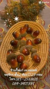 #เกาลัด #เกาลัดปลอม #chestnut #โมเดลเกาลัด #ลูกโอ๊คปลอม(ขายยก 15 เม็ด)