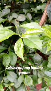 Kerupuk elod bojot kemasan 120gr Cemilan pedas gurih