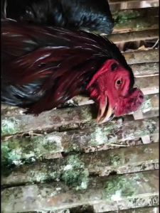Lybaz Combat Botol Isi 15 Butir: Obat Ayam Berkualitas Tinggi