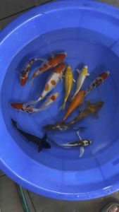 Japan bloodline super top selection 5”-7” local bred 13pcs DOUBLE TANCHO SET - RM1788 + shipping RM60