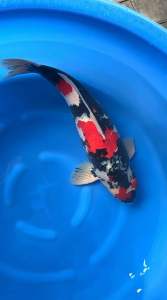 Japan Showa 70cm from Dainichi Farm with CERT stock clearance - RM2950 + shipping RM80 ( Ori price RM5500 )
