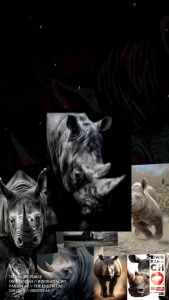 Pomade Oil Based Straight Forces Rinokamacho 50 Gr