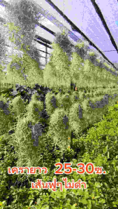 (1ขุด10พวง) เคราฤาษีความยาว 25-30ซ. เส้นสวย อวบฟู