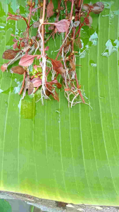 Ludwigia Sp. Red Mini Tanaman Aquascape Hiasan Akuarium