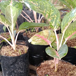 Aglonema Bigpapa: Tanaman Hias Mudah Dirawat & Dekorasi