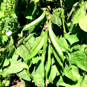 Dahon ng Bataw (Hyacinth Plant): A Comprehensive Guide to Growing Hyacinth Plants