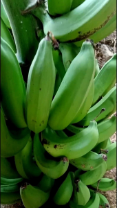 PISANG NANGKA BAHAN KERIPIK PER 1KG