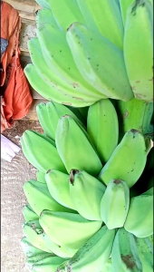 Pisang Kepok Kualitas Terbaik 1KG