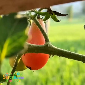 15 BUTIR BIJI/BENIH TANAMAN TOMAT RED PEAR
