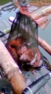 Biang ESSEN (LAW) AROMA LUMUT MIX AKAR WALANG AMISAN UDANG &KEPITING  untuk NILA  PANCEN OYE  DI DANAU DAN AIR DERAS