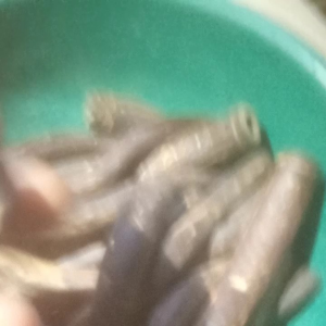 ring kacu hasduk pramuka bahan batok kelapa