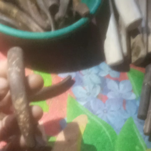 Pipa Rokok Batok Kelapa: Pilihan Pipa Rokok Alami