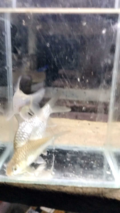 kerai Emas @ kunyit hidup  3 piece perpackage