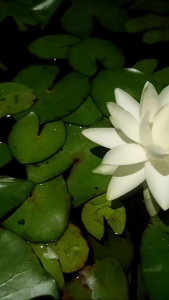 ต้นพะนธุ์บัวสายพันธุ์เพอลิเฟอร์ร่า