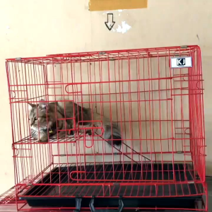kandang kucing tingkat 1